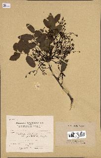 spécimen de Pistacia terebinthus