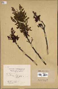 spécimen de Pistacia terebinthus