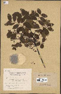 spécimen de Pistacia terebinthus