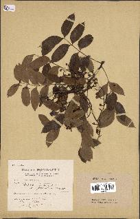 spécimen de Pistacia terebinthus