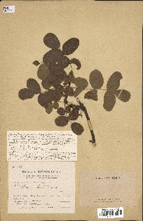 spécimen de Pistacia terebinthus