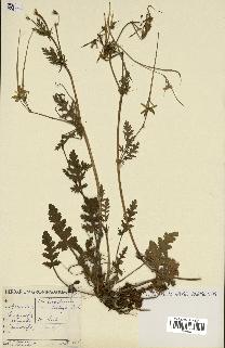 spécimen de Erodium botrys