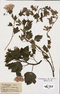 spécimen de Malope trifida