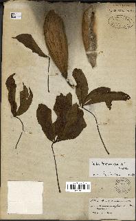 spécimen de Ceiba pentandra