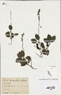 spécimen de Pyrola secunda