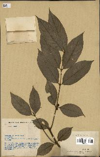 spécimen de Lasianthus sp.