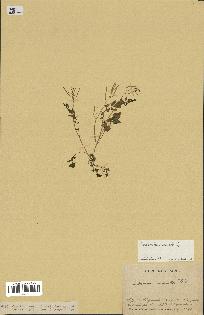 spécimen de Cardamine hirsuta