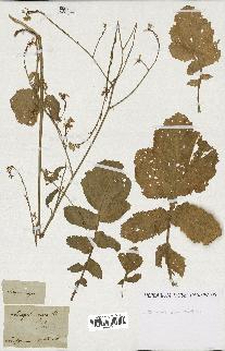spécimen de Brassica nigra