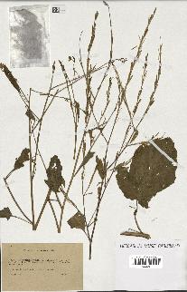 spécimen de Brassica nigra
