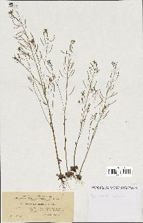 spécimen de Arabidopsis thaliana