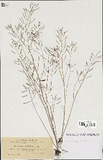 spécimen de Arabidopsis thaliana
