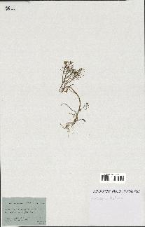 spécimen de Arabidopsis thaliana