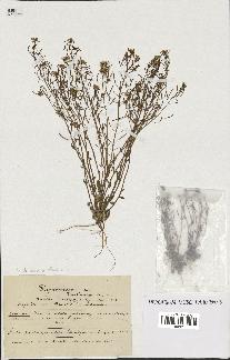 spécimen de Arabidopsis thaliana