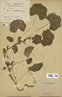 spécimen de Malva nicaeensis