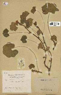 spécimen de Malva nicaeensis