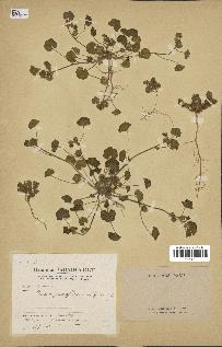 spécimen de Malva parviflora