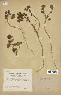 spécimen de Malva parviflora