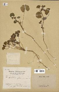 spécimen de Malva parviflora