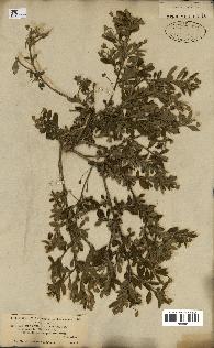 spécimen de Sida rhombifolia