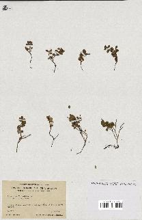 spécimen de Vaccinium vitis-idaea