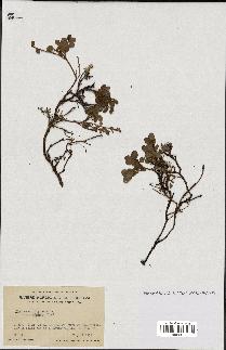 spécimen de Vaccinium uliginosum