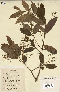 spécimen de Myrcia splendens