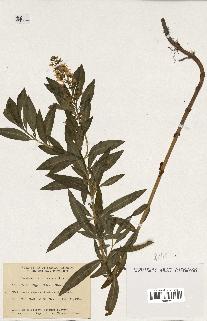 spécimen de Lysimachia terrestris