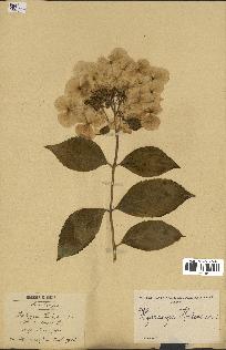 spécimen de Hydrangea hortensis