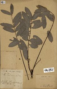 spécimen de Eurycoma longifolia