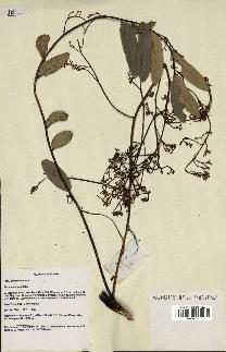 spécimen de Eurycoma longifolia