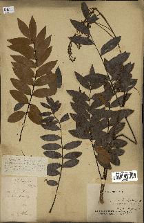spécimen de Eurycoma longifolia