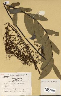 spécimen de Eurycoma longifolia