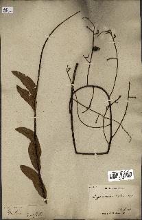 spécimen de Eurycoma longifolia