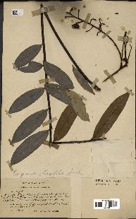 spécimen de Eurycoma longifolia