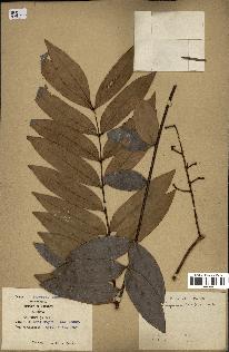 spécimen de Eurycoma longifolia