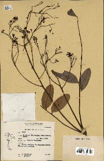 spécimen de Eurycoma longifolia