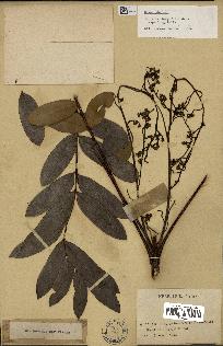 spécimen de Eurycoma longifolia