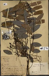 spécimen de Eurycoma longifolia