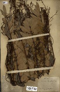 spécimen de Eurycoma longifolia