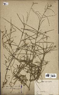 spécimen de Sisymbrium orientale