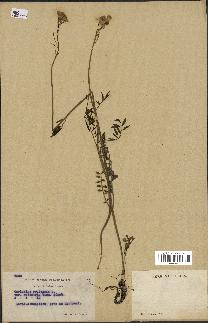 spécimen de Cardamine pratensis