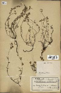spécimen de Helianthemum apenninum