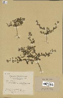 spécimen de Helianthemum salicifolium