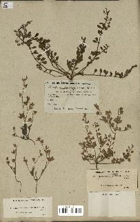 spécimen de Helianthemum salicifolium