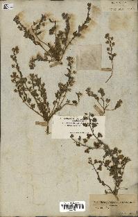 spécimen de Helianthemum salicifolium