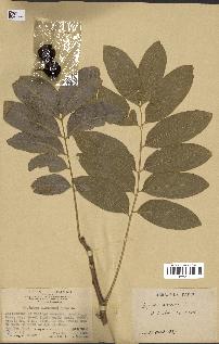 spécimen de Sapindus mukorossi