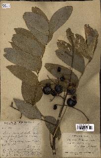 spécimen de Sapindus mukorossi