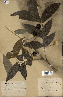 spécimen de Sapindus mukorossi