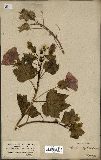 spécimen de Malope trifida