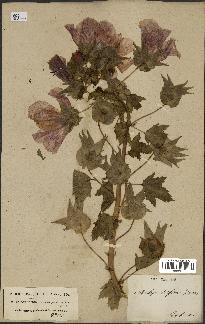spécimen de Malope trifida